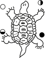 A turtle with 13 squares on its shell – the symbol of the 13 Moons